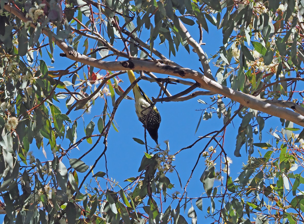 Regent Honeyeater - ML643064506