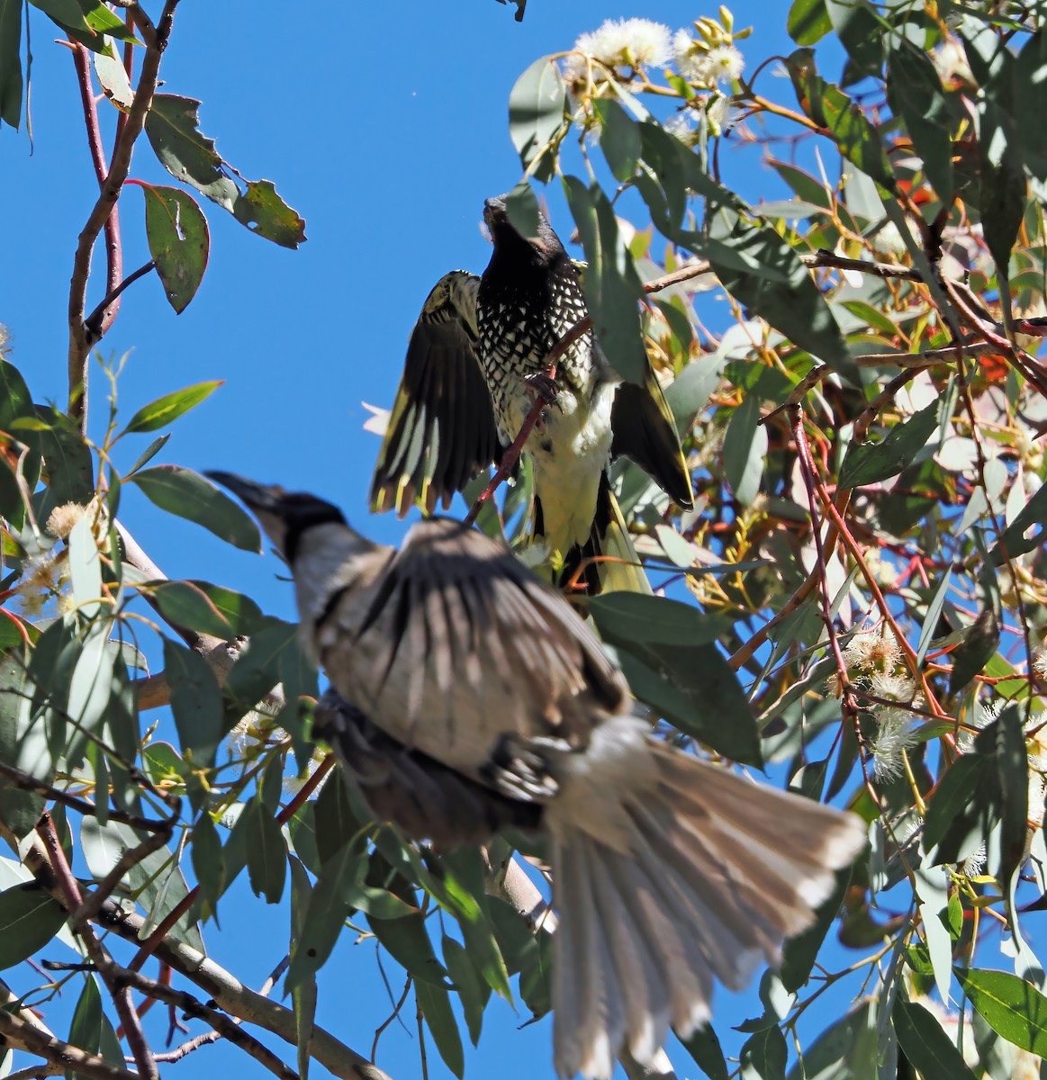 Regent Honeyeater - ML643064507