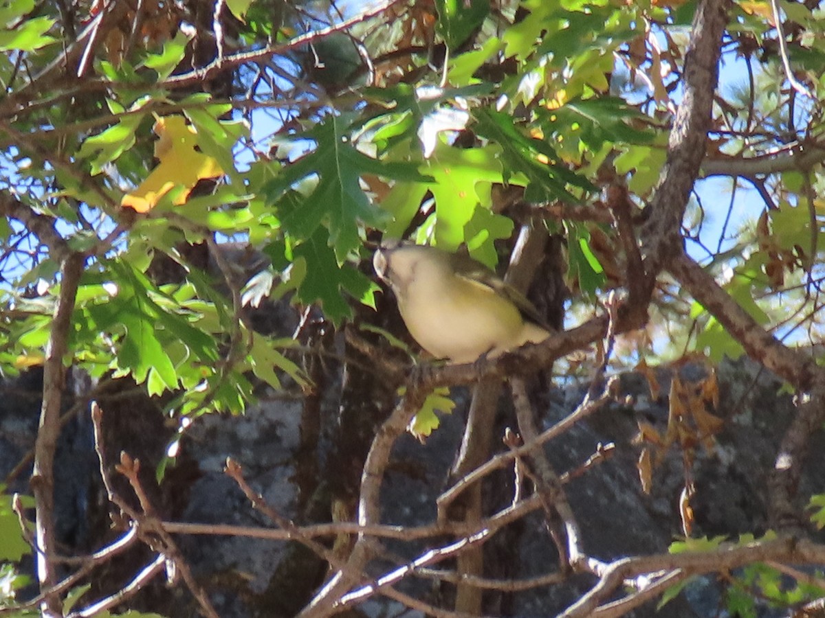 Vireo de Cassin - ML643064508