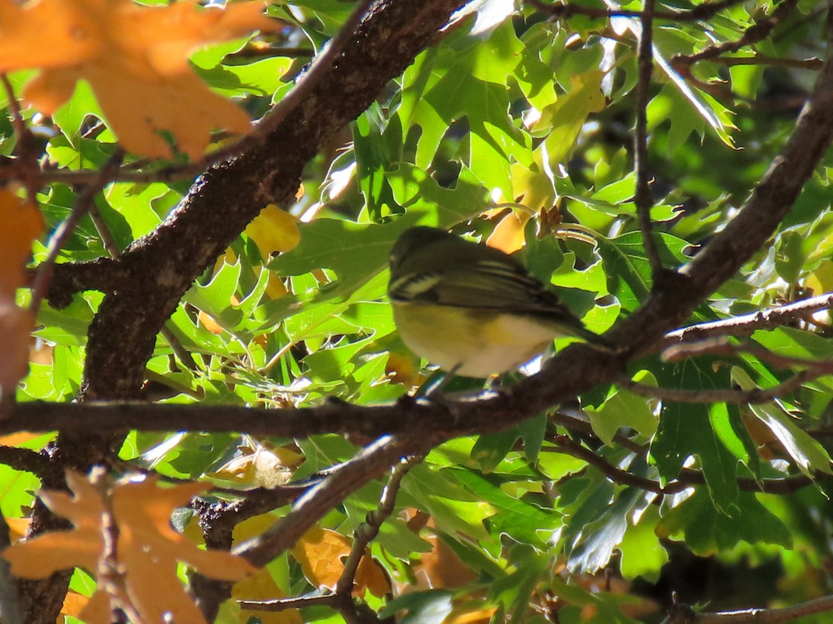 Vireo de Cassin - ML643064509
