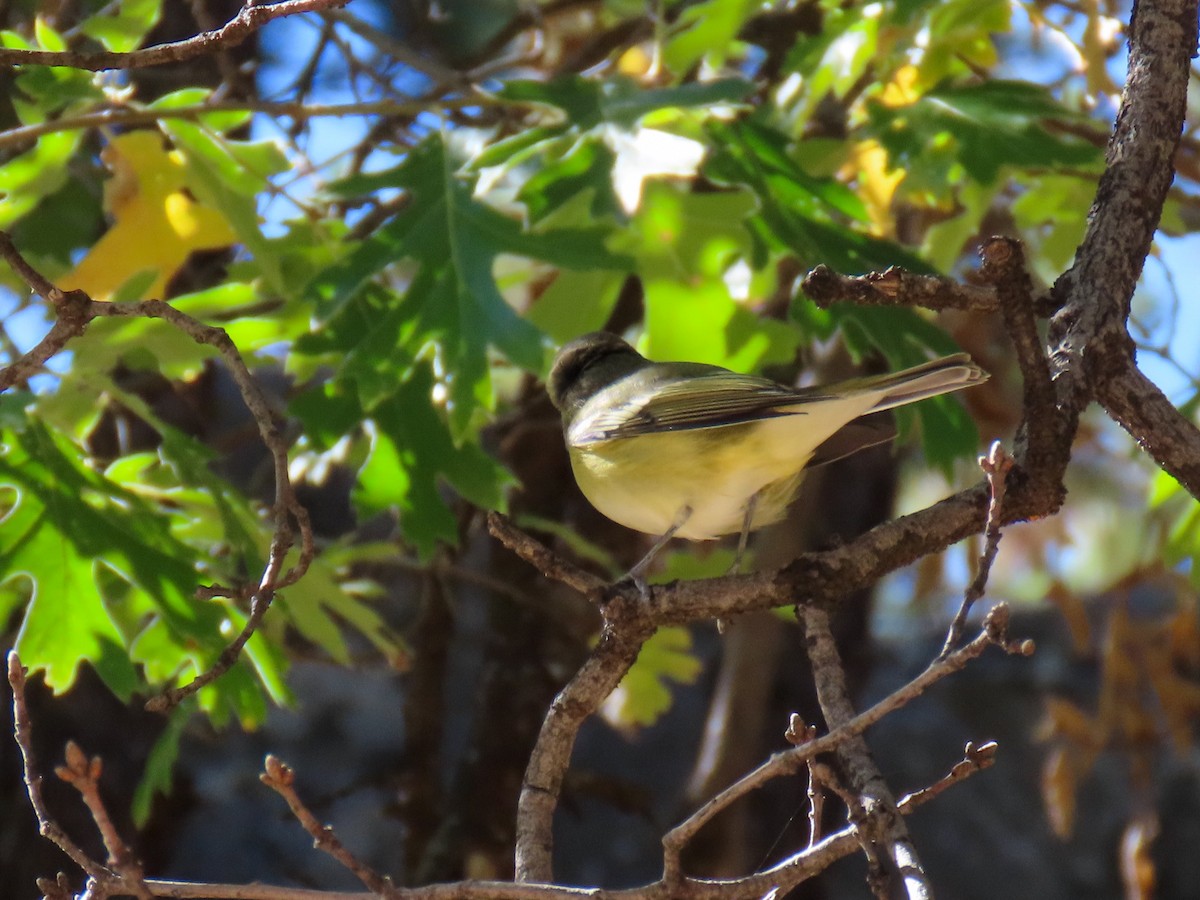 Vireo de Cassin - ML643064510