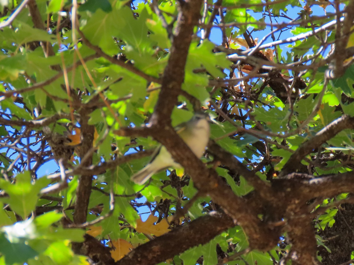 Vireo de Cassin - ML643064511