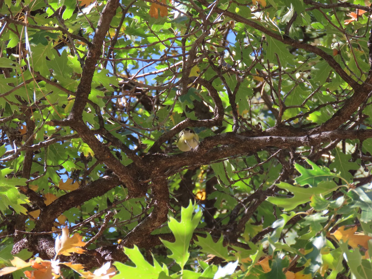 Vireo de Cassin - ML643064512