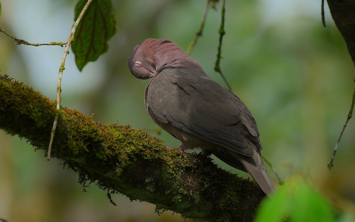 holub krátkozobý - ML643064513