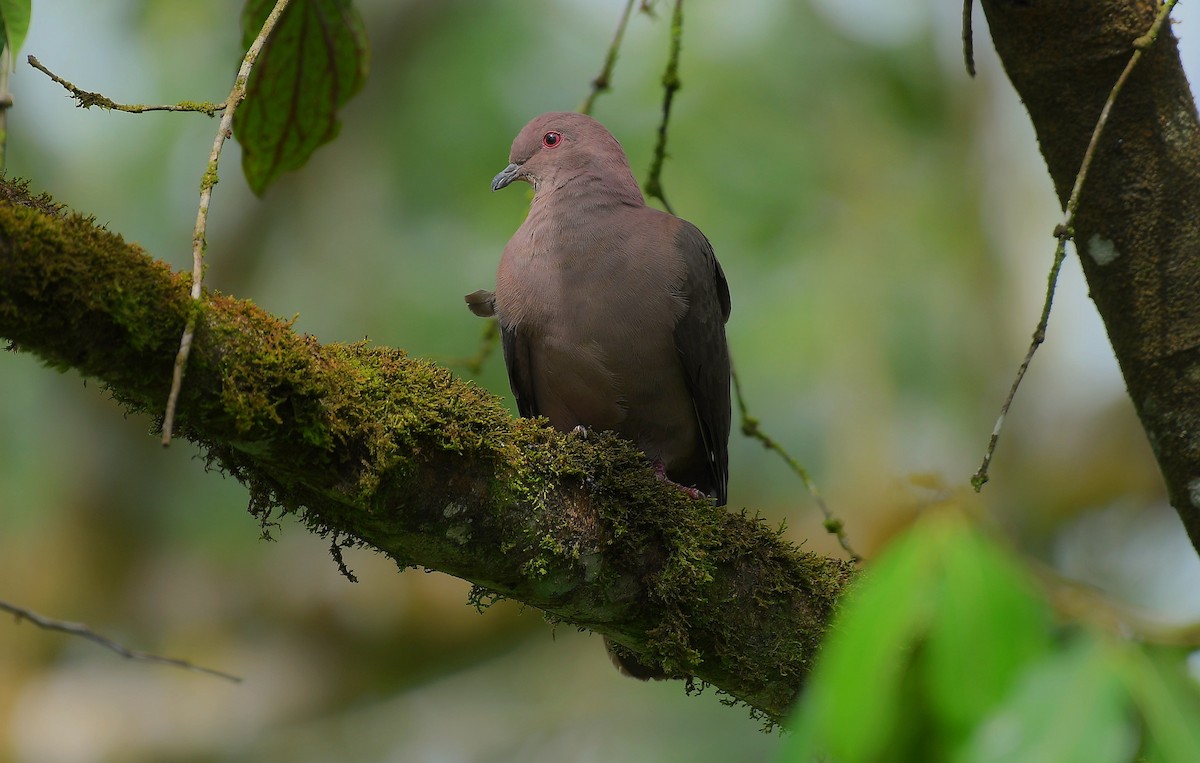 holub krátkozobý - ML643064515