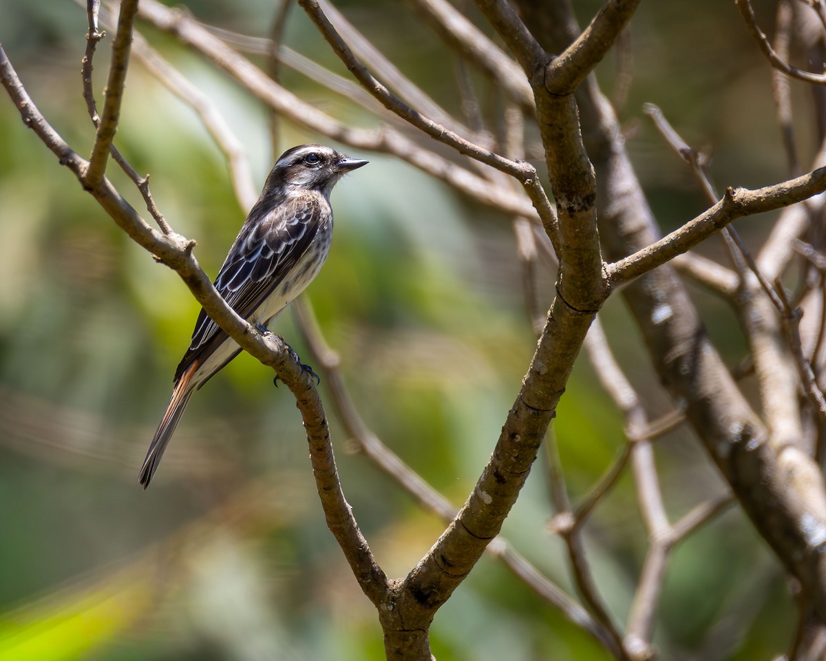 Variegated Flycatcher - ML643064523