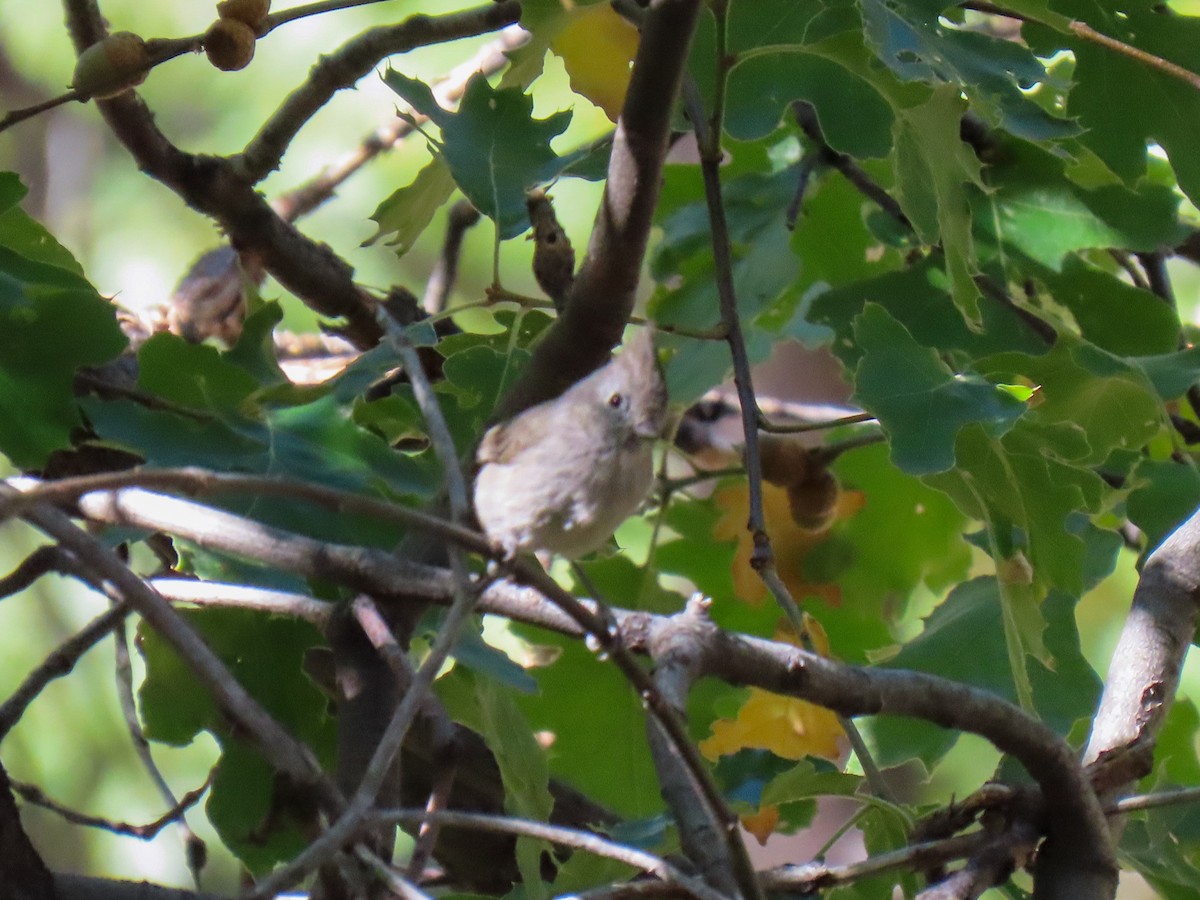 Oak Titmouse - ML643064532