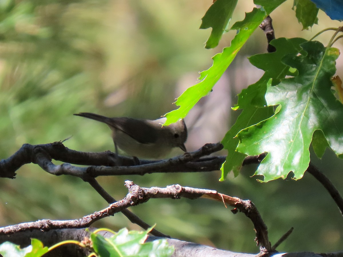 Oak Titmouse - ML643064533