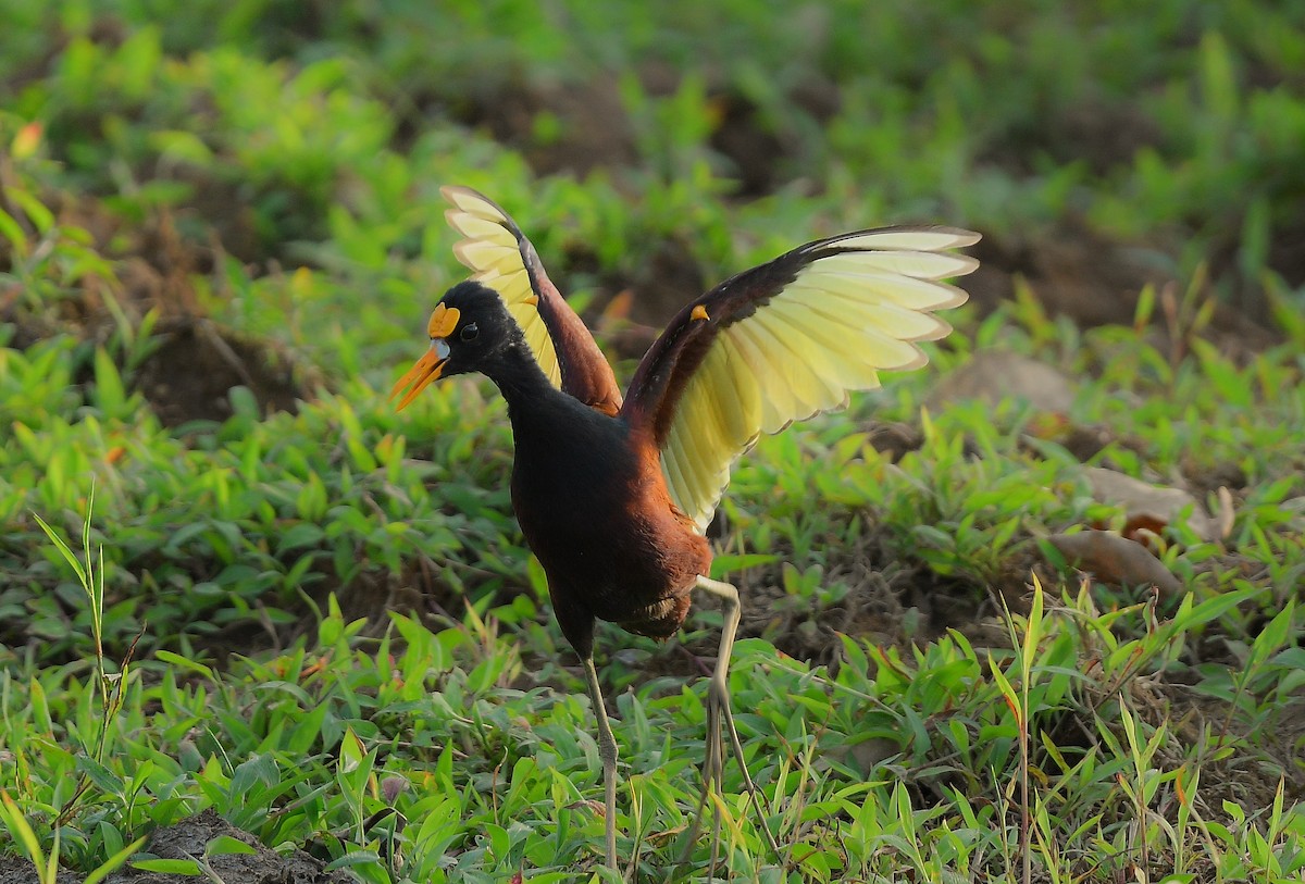 Northern Jacana - ML643064534
