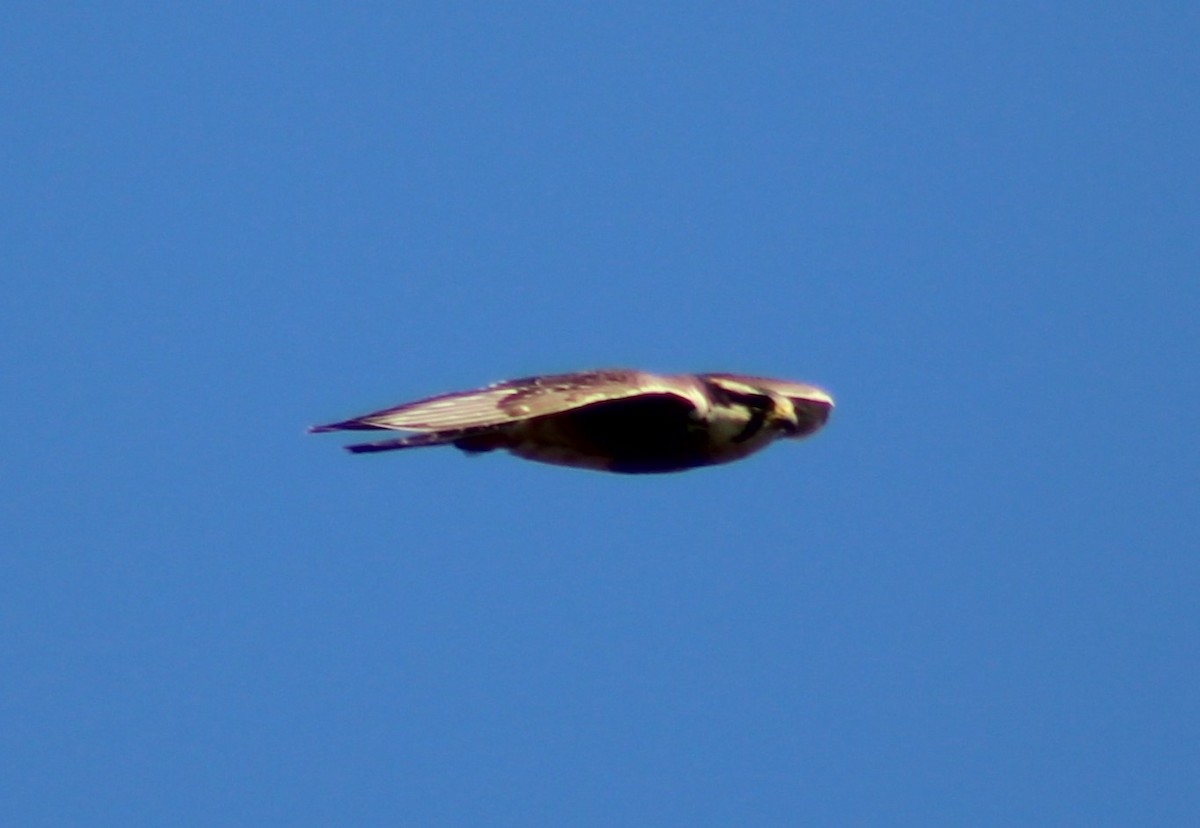 Aplomado Falcon - ML643064537