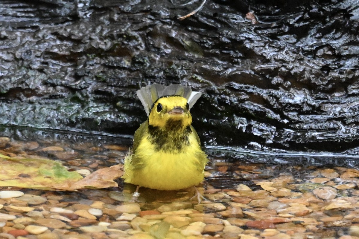 Hooded Warbler - ML643064538