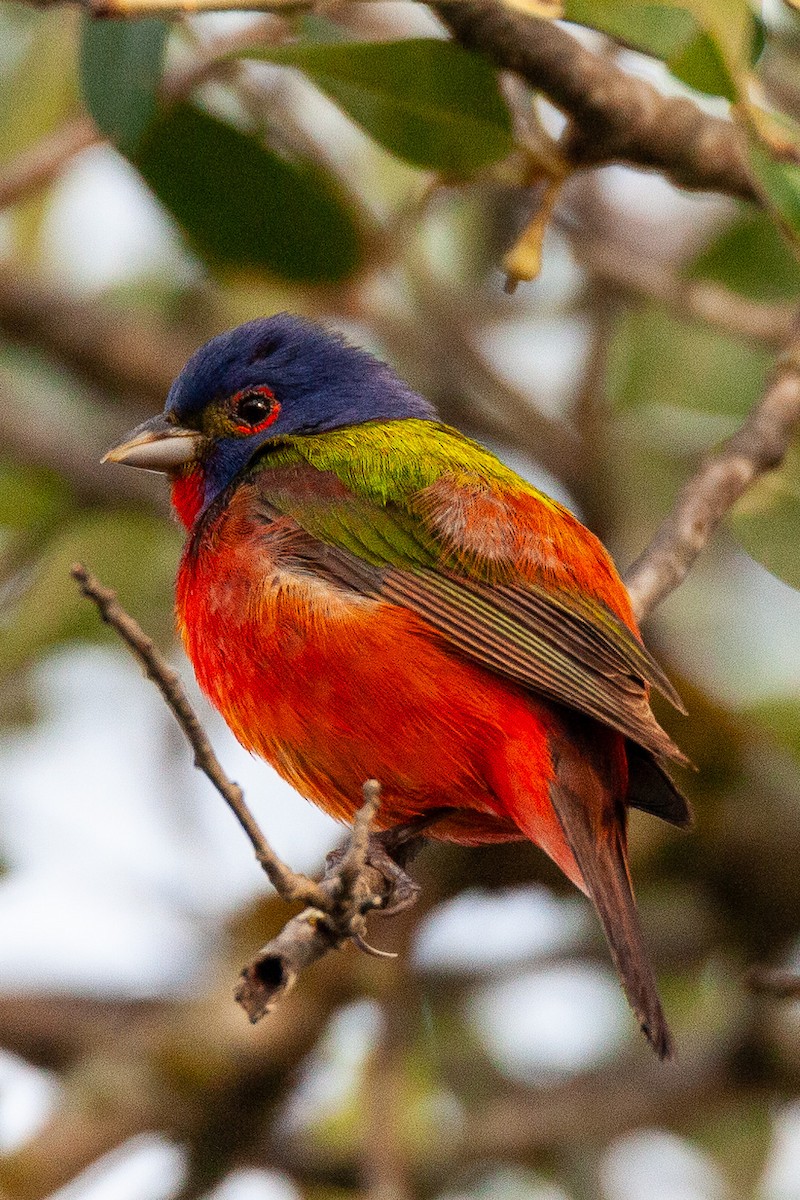 Painted Bunting - ML643064539
