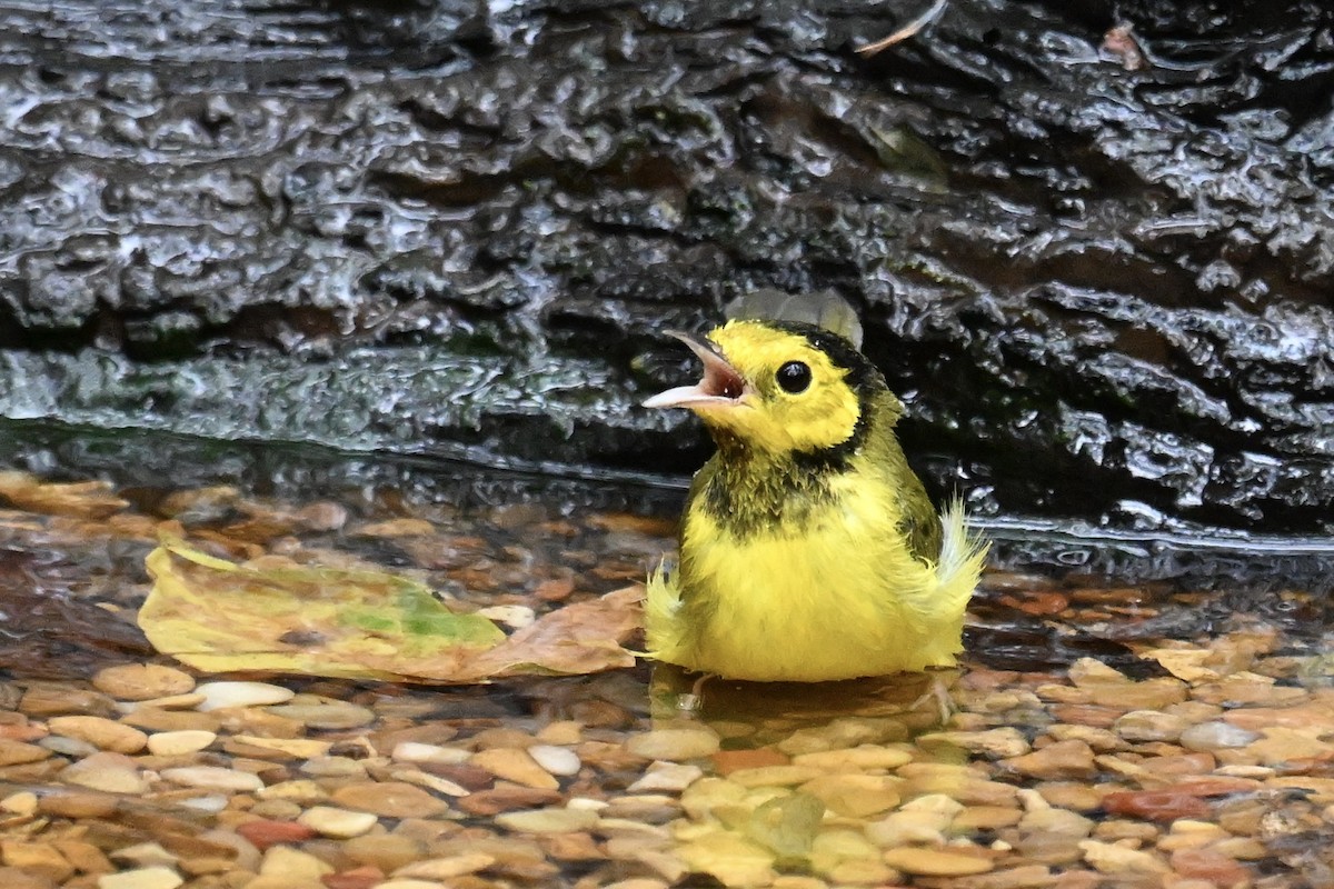 Hooded Warbler - ML643064540