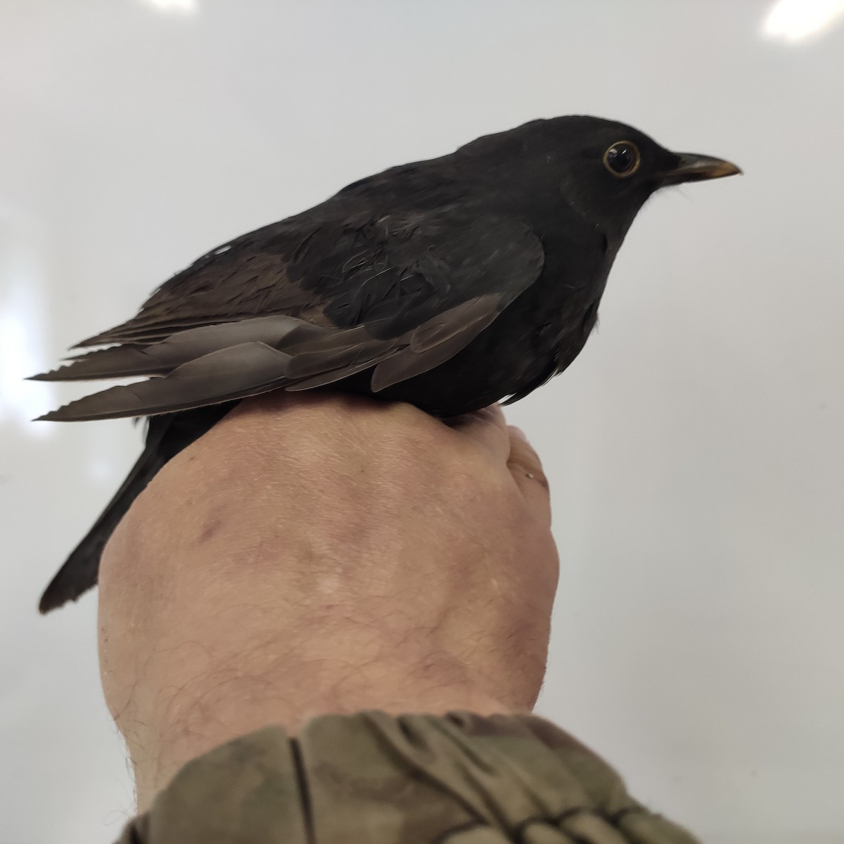 Eurasian Blackbird - ML643064541