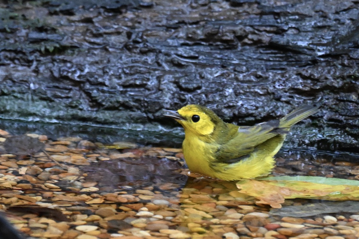Hooded Warbler - ML643064542