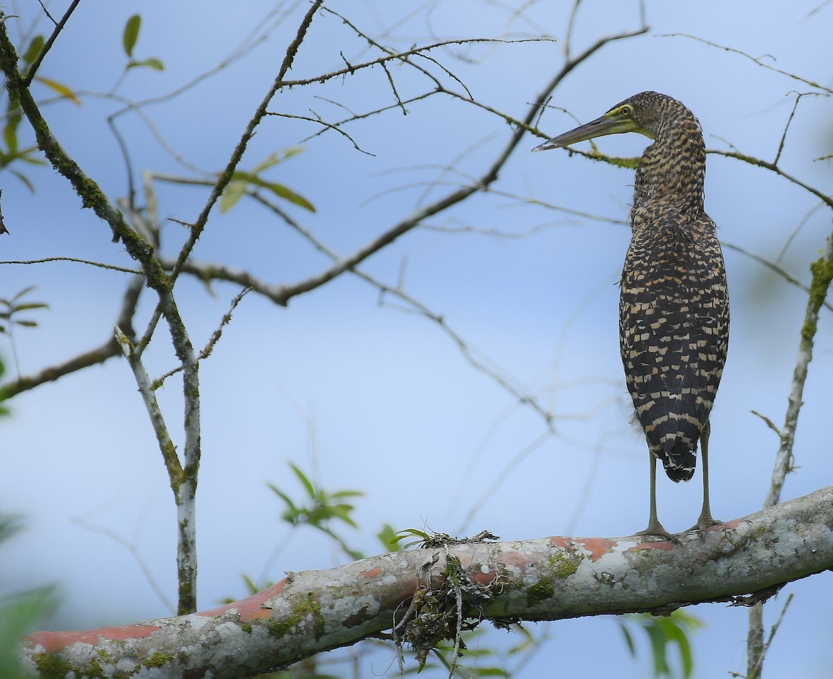 Bare-throated Tiger-Heron - ML643064543
