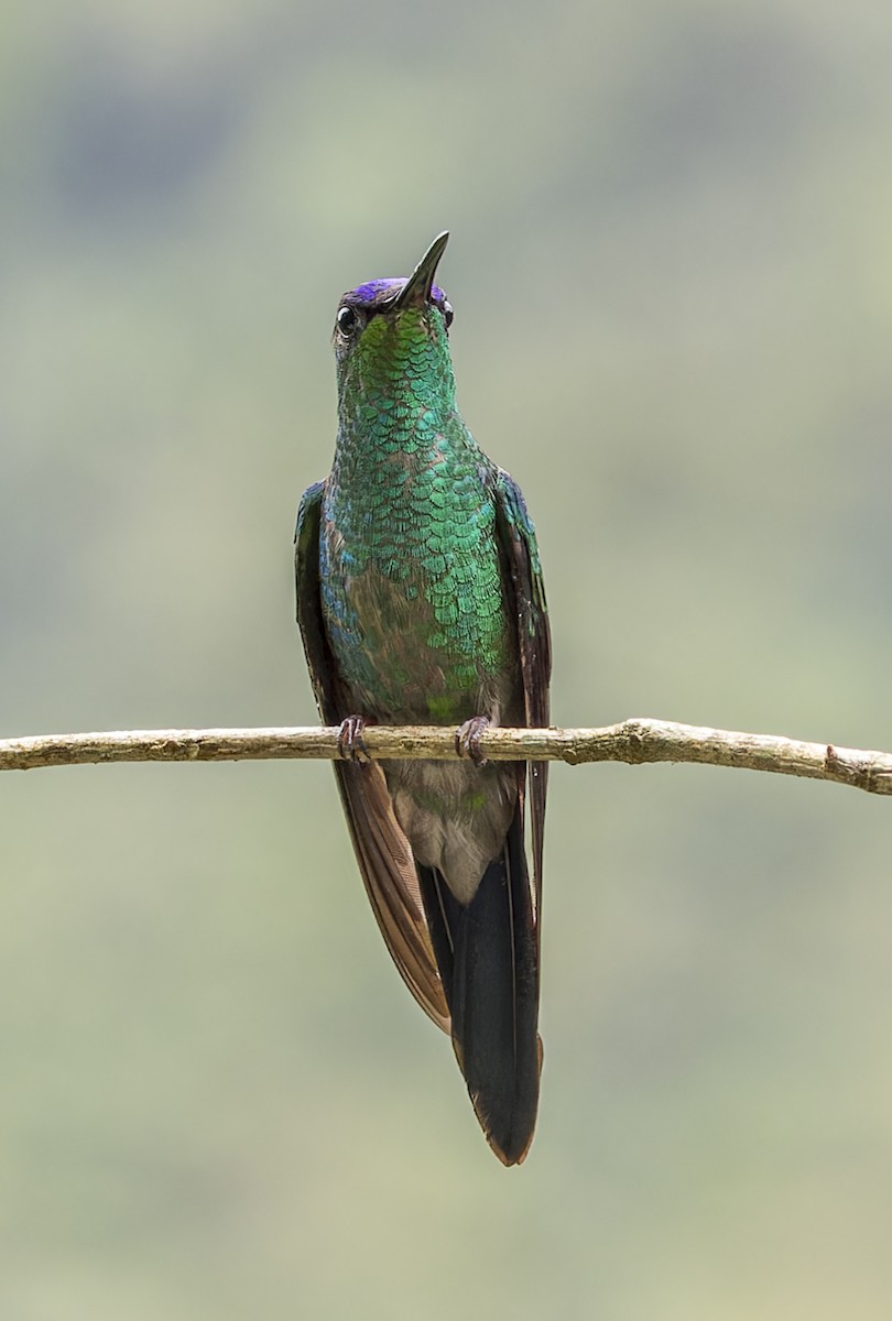 Violet-capped Woodnymph - ML643064544