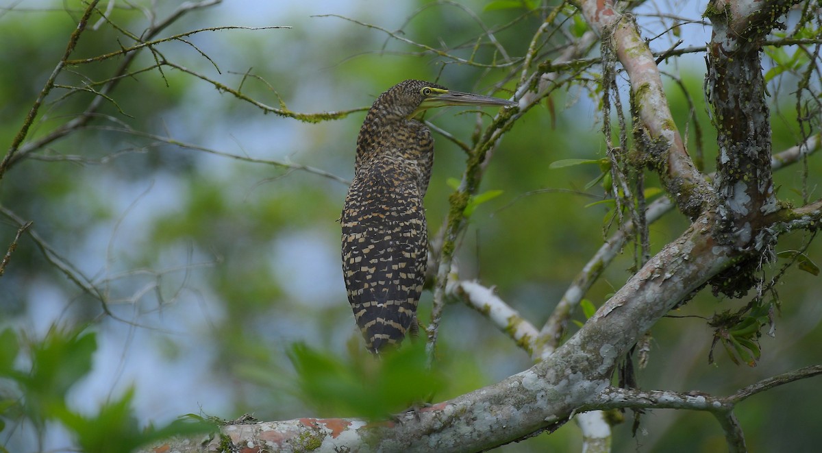Bare-throated Tiger-Heron - ML643064545