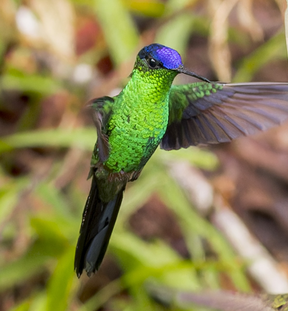 Violet-capped Woodnymph - ML643064546