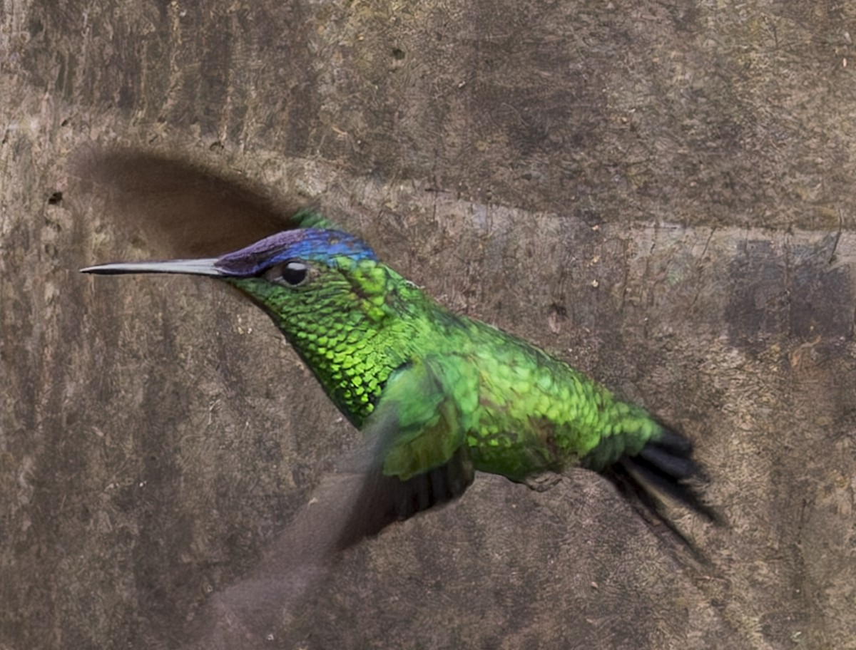 Violet-capped Woodnymph - ML643064548