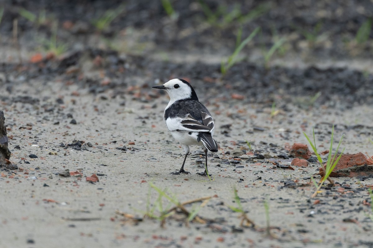 White Wagtail (Chinese) - ML643064550