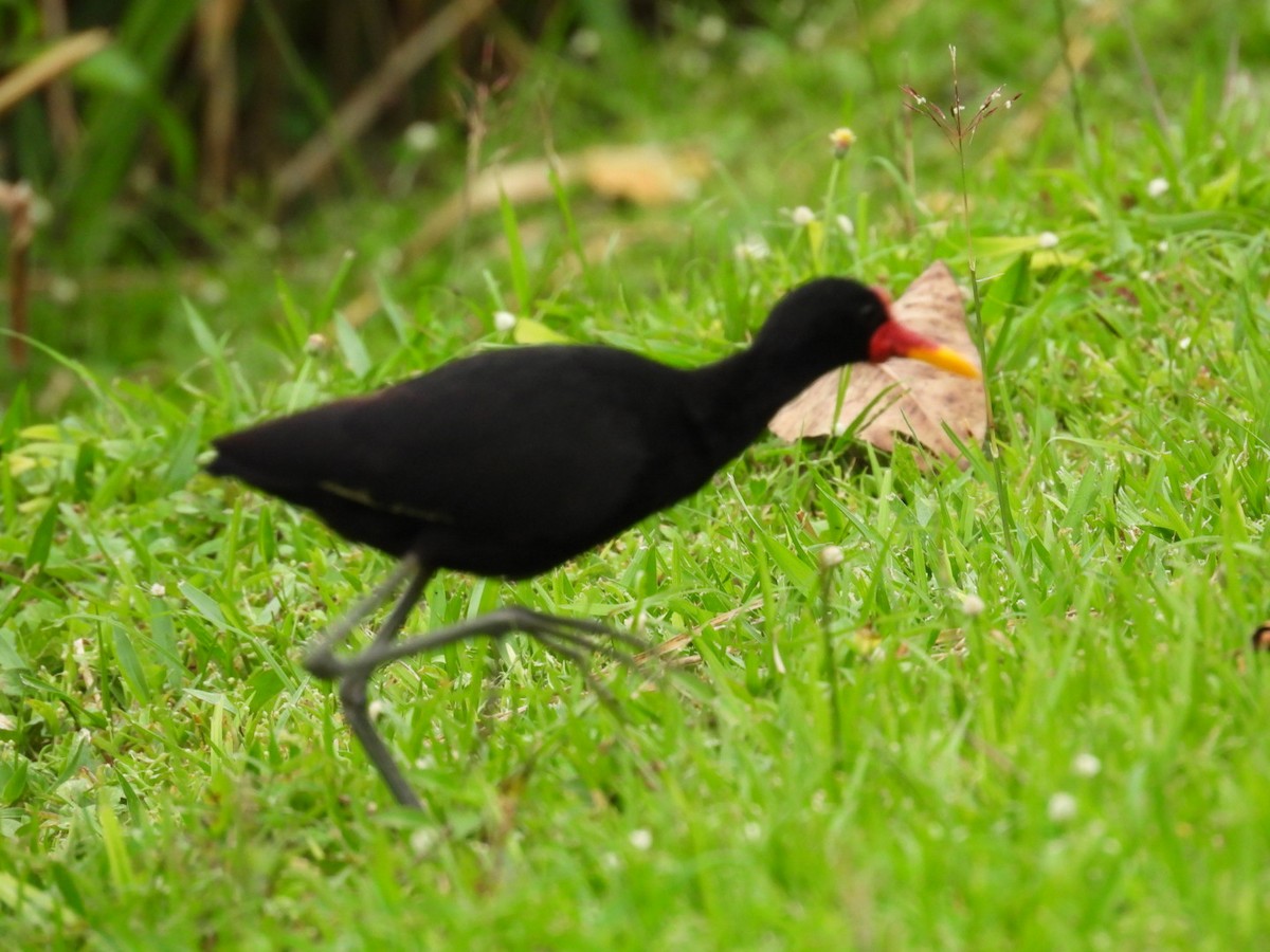 Wattled Jacana - ML643064552