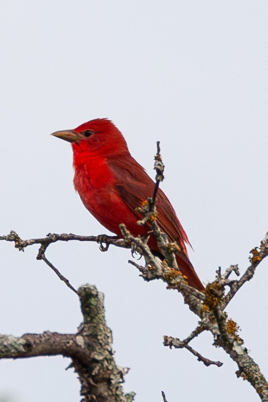 Summer Tanager - ML643064555
