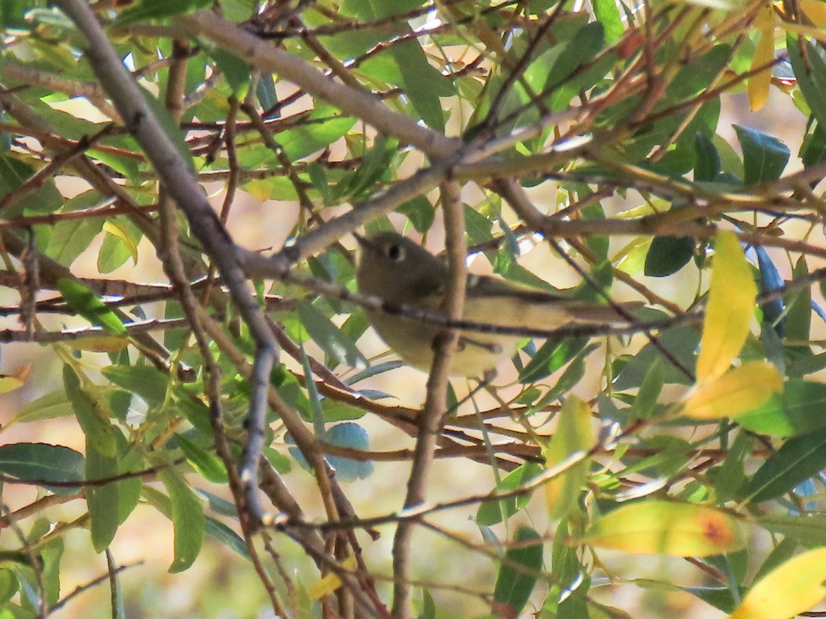 Ruby-crowned Kinglet - ML643064557