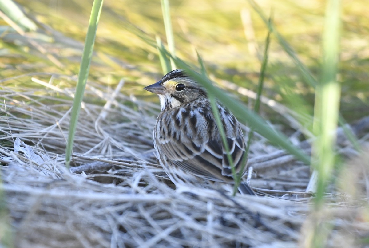 Savannah Sparrow (Savannah) - ML643064559