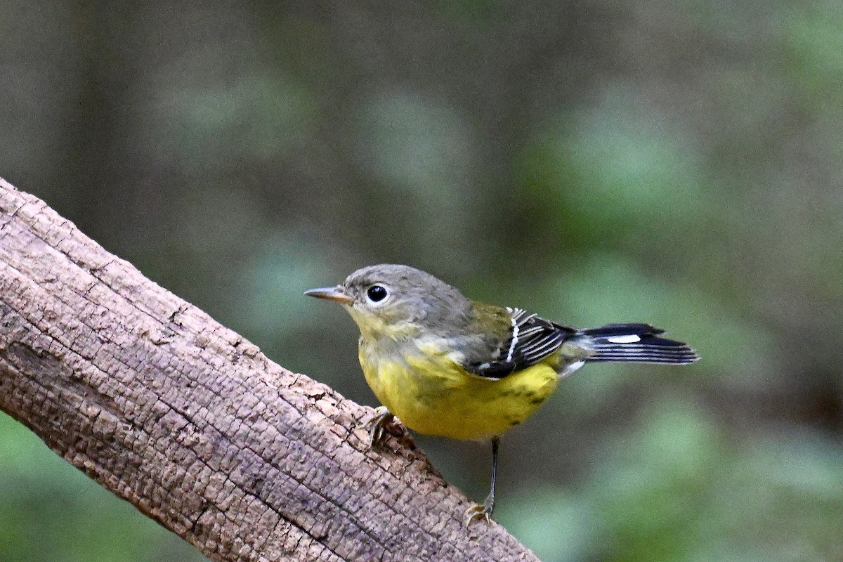 Magnolia Warbler - ML643064560