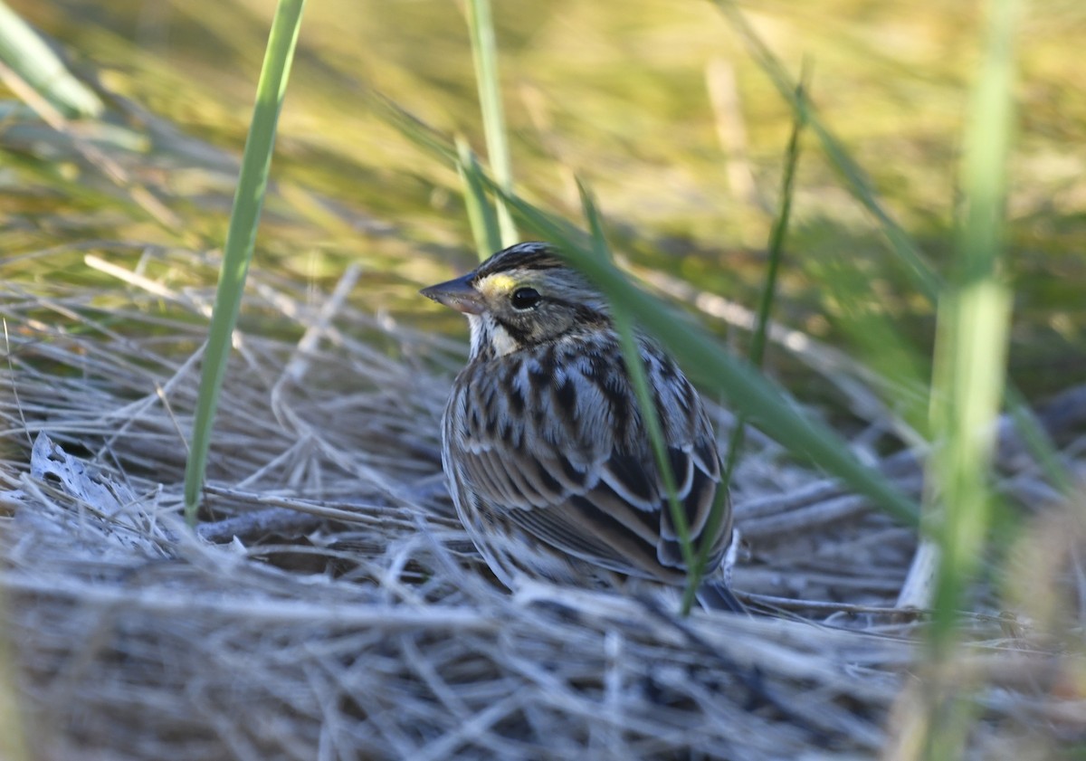 Savannah Sparrow (Savannah) - ML643064561