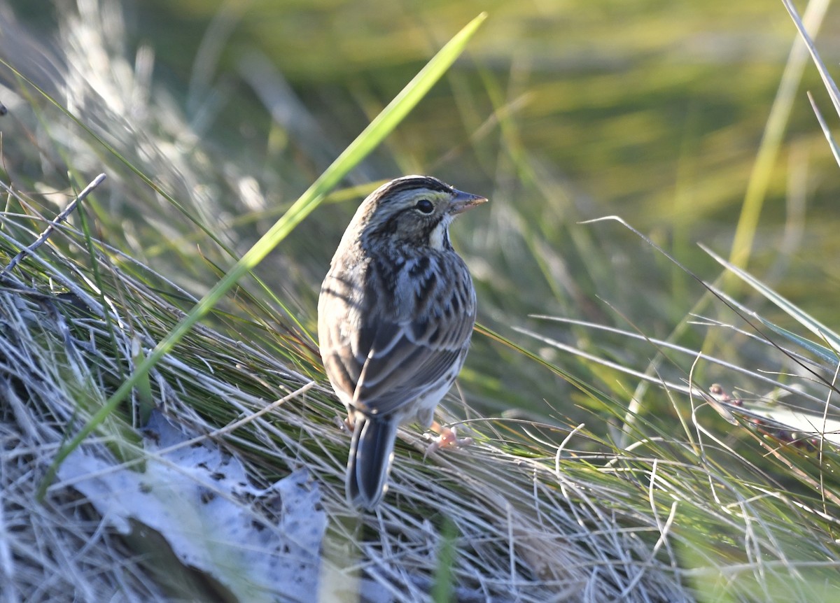 Savannah Sparrow (Savannah) - ML643064563
