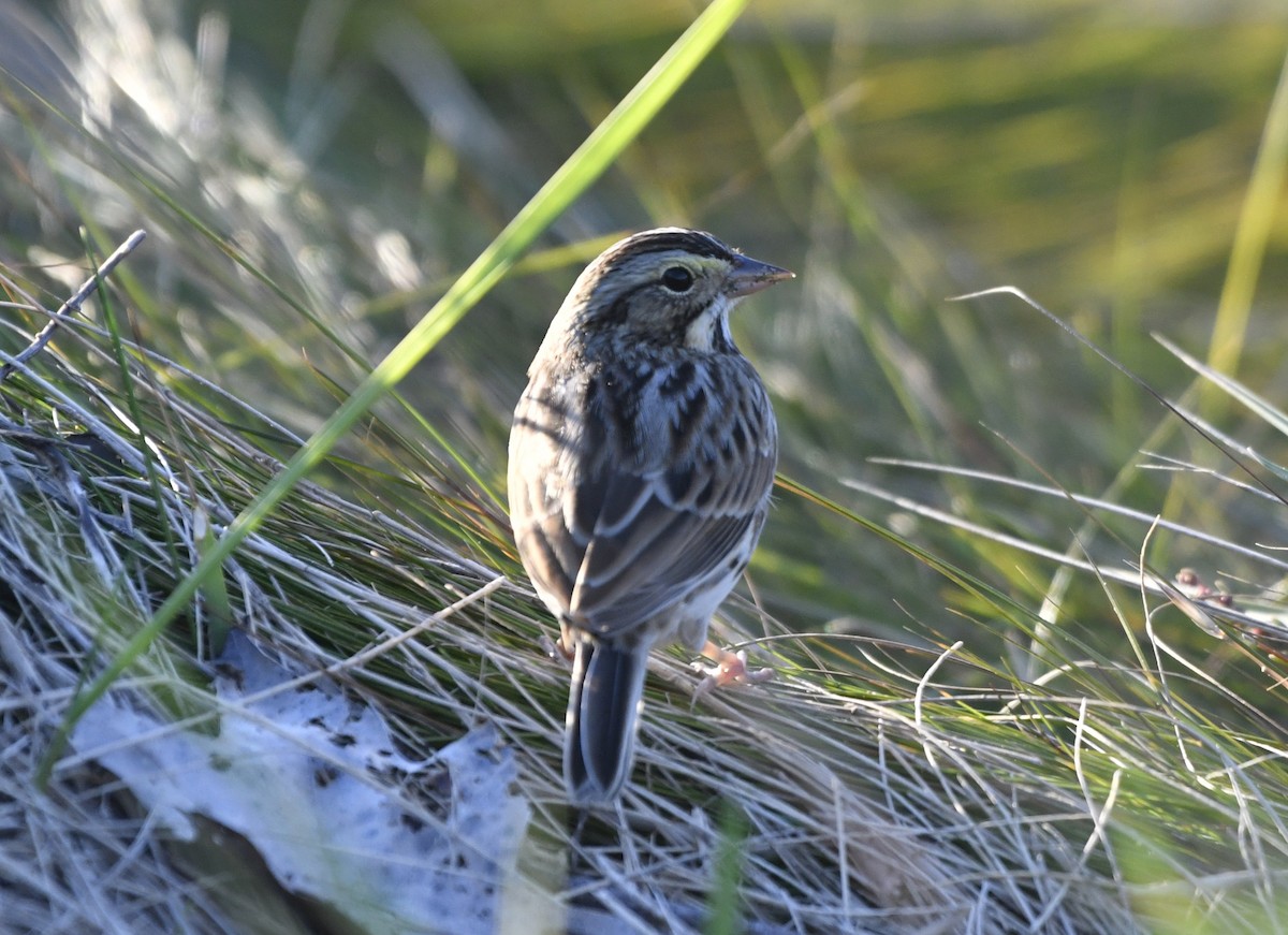 Savannah Sparrow (Savannah) - ML643064564