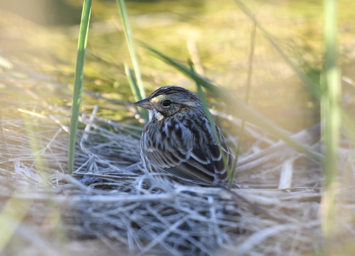 Savannah Sparrow (Savannah) - ML643064565