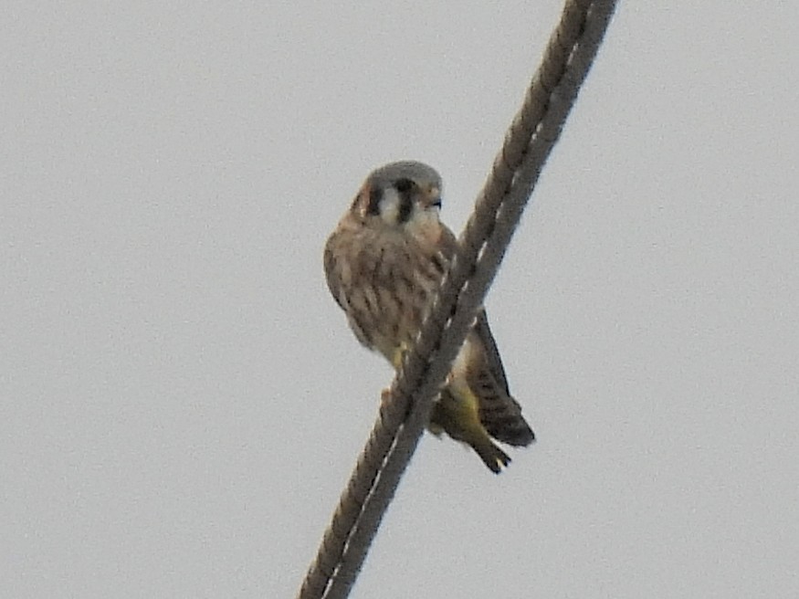 Buntfalke - ML643064572