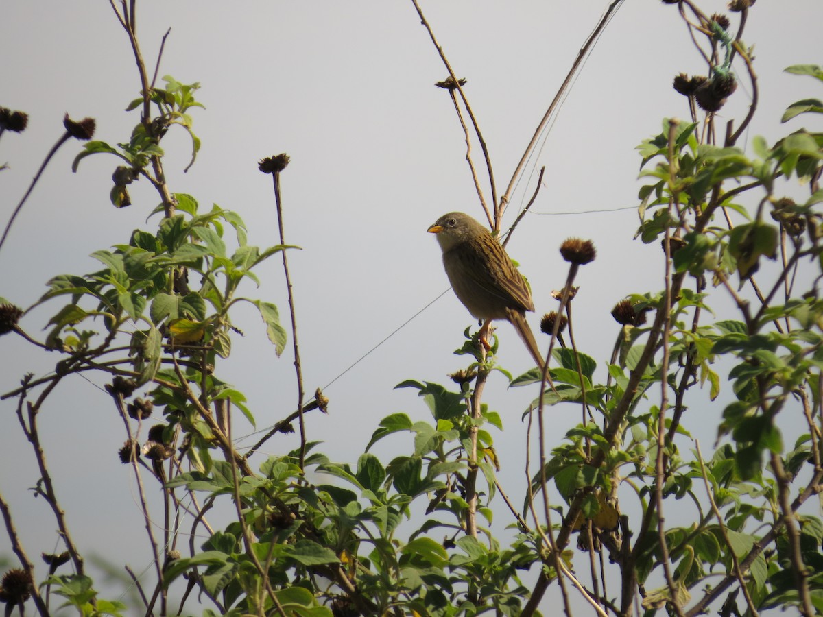 Wedge-tailed Grass-Finch - ML643064624