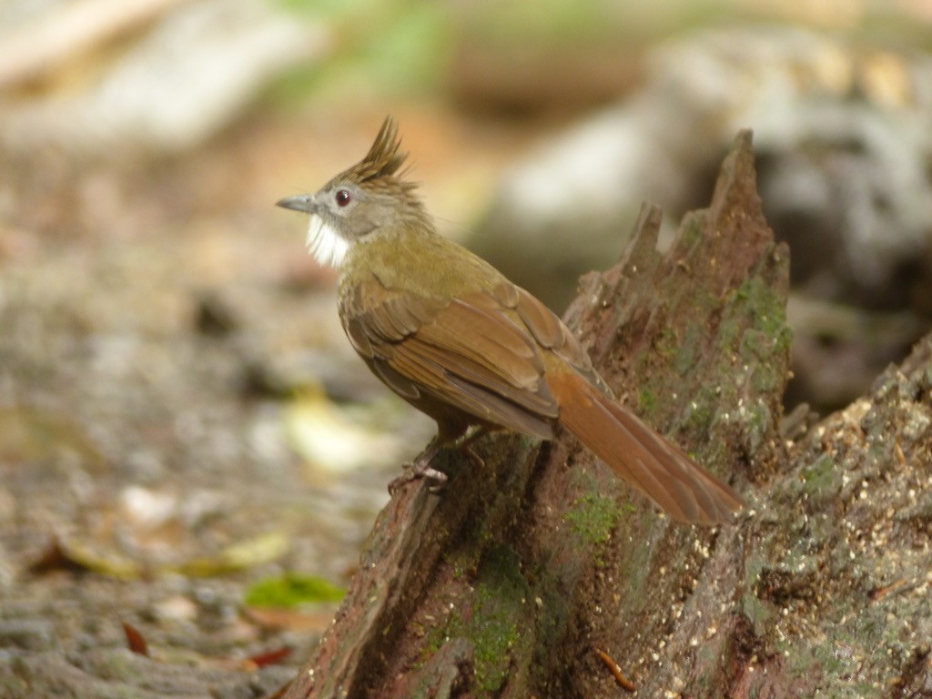 Penan Bulbul (Penan) - ML643064633