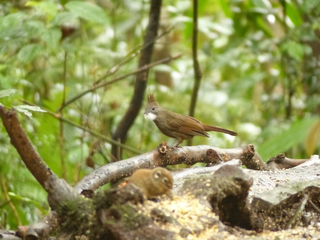 Penan Bulbul (Penan) - ML643064634