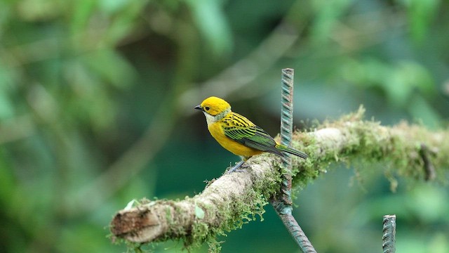 Silver-throated Tanager - ML643064687