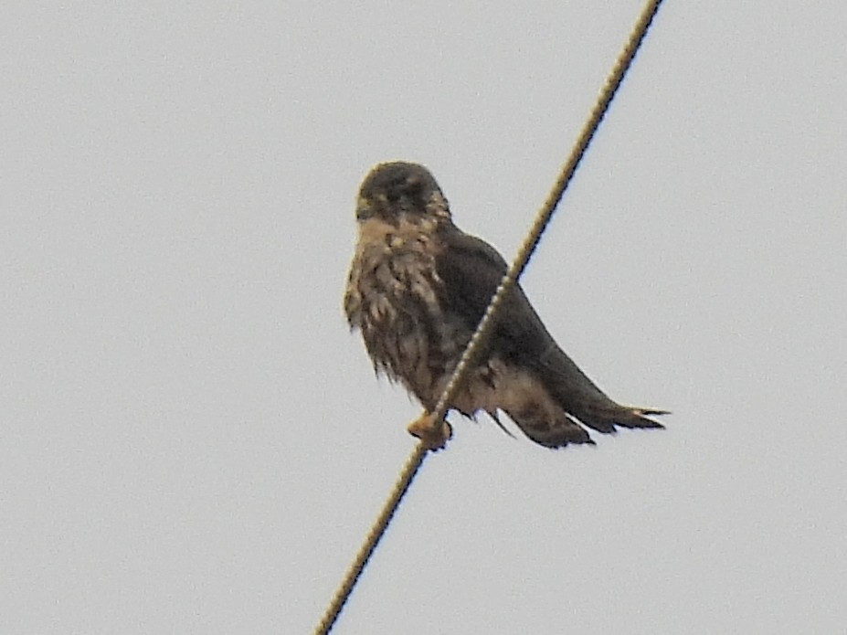 Merlin - ML643064747