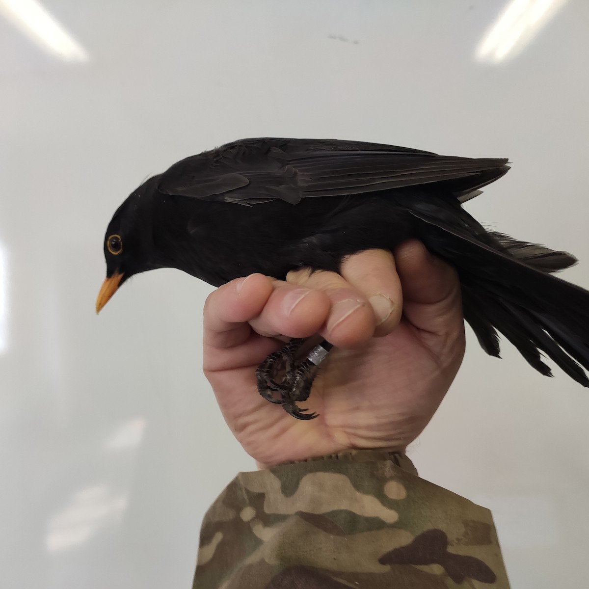 Eurasian Blackbird - ML643064755