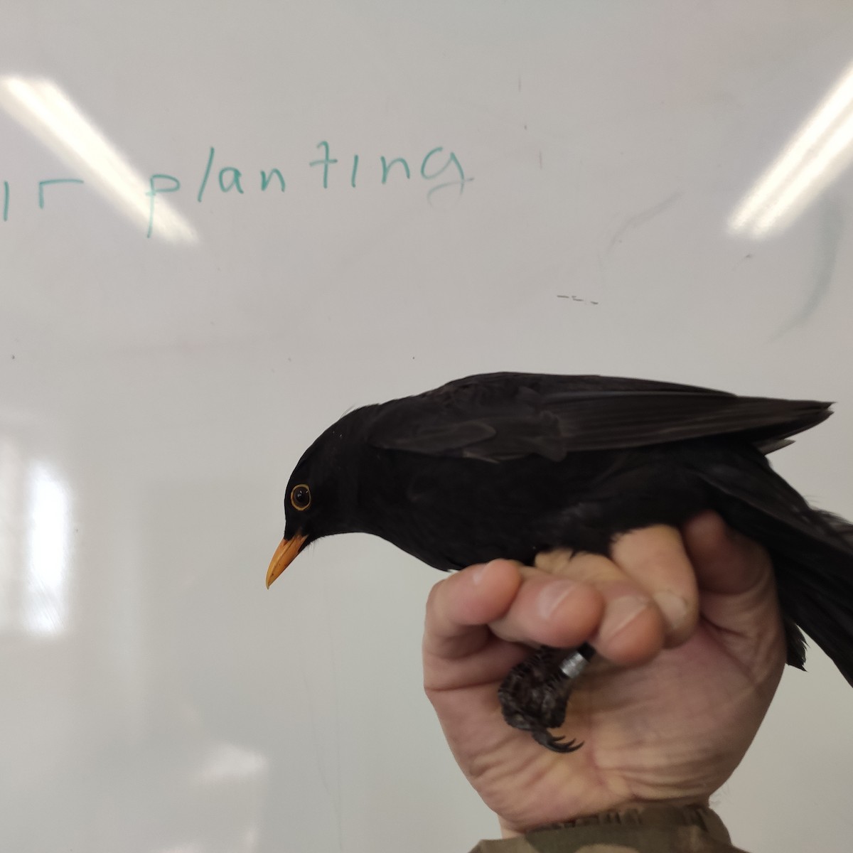Eurasian Blackbird - ML643064756