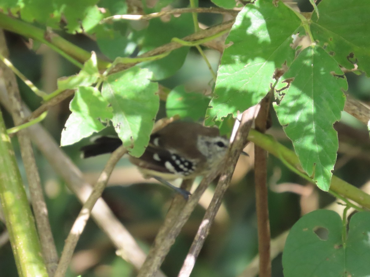 Northern White-fringed Antwren - ML643064761