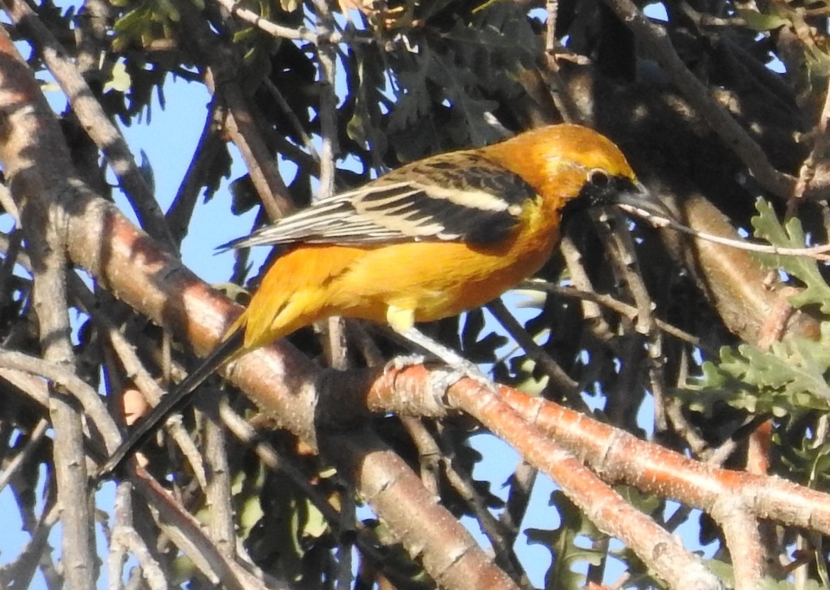 Hooded Oriole - ML643064770