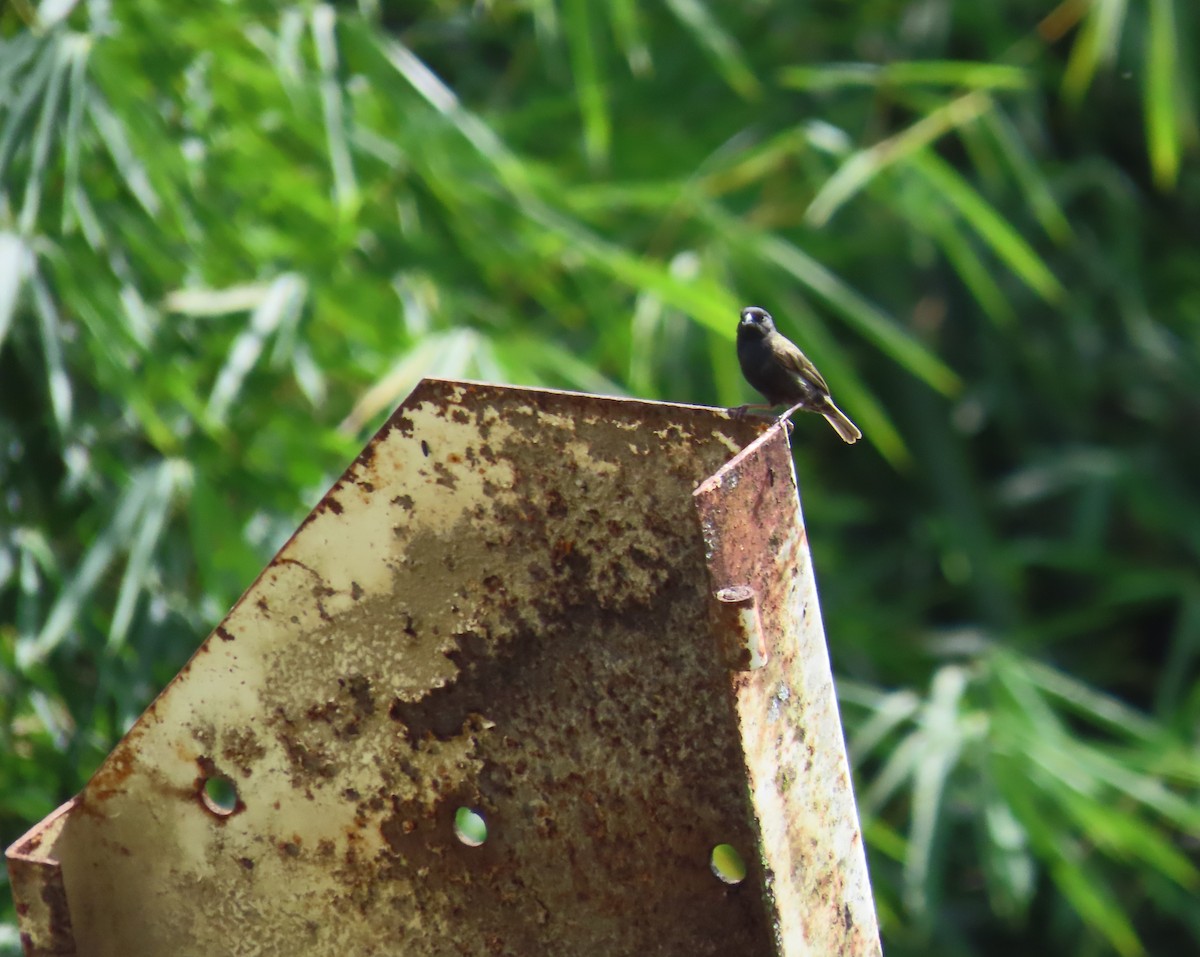 Black-faced Grassquit - ML643064785