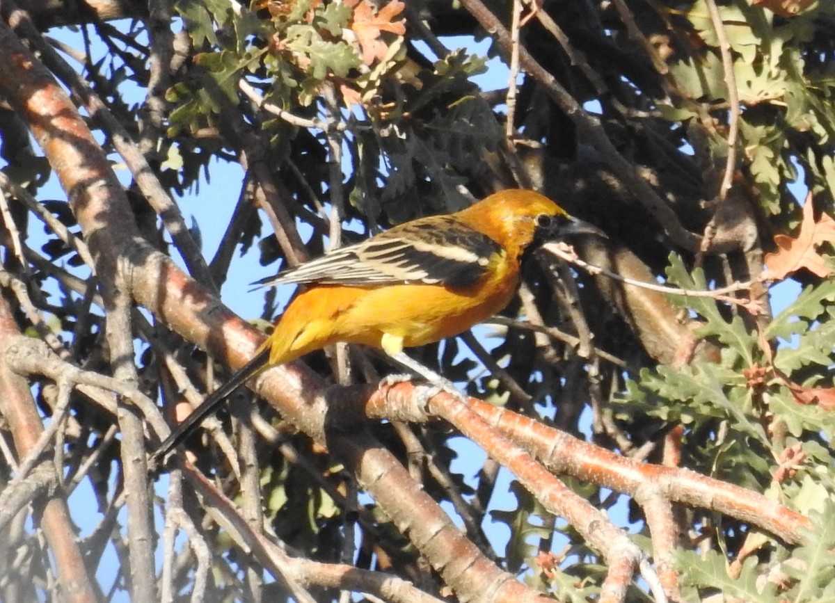 Hooded Oriole - ML643064786