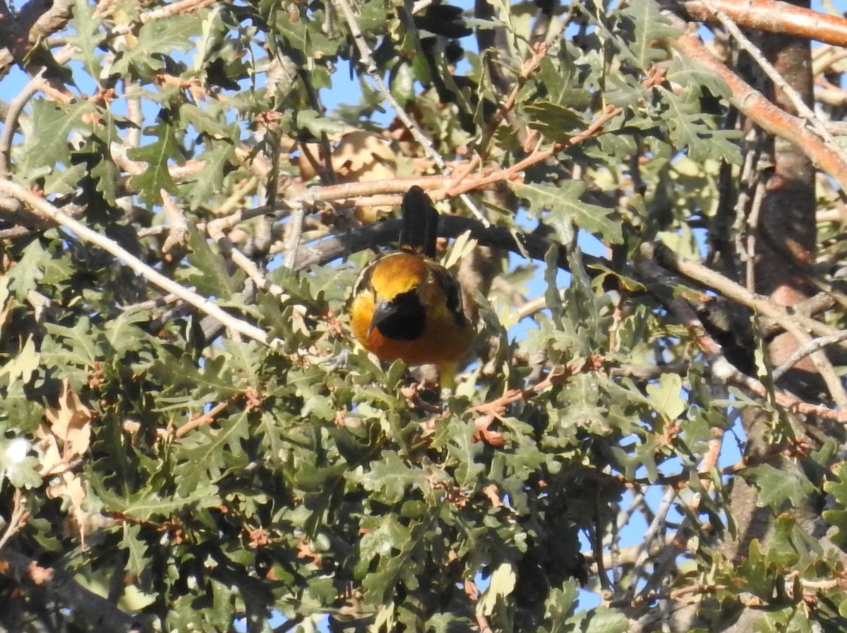 Hooded Oriole - ML643064796