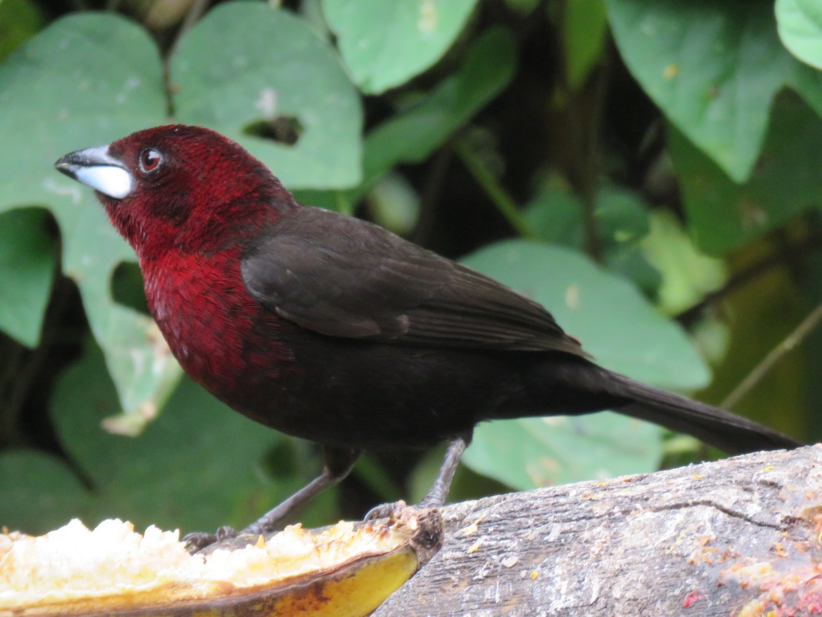 Silver-beaked Tanager - ML643064807