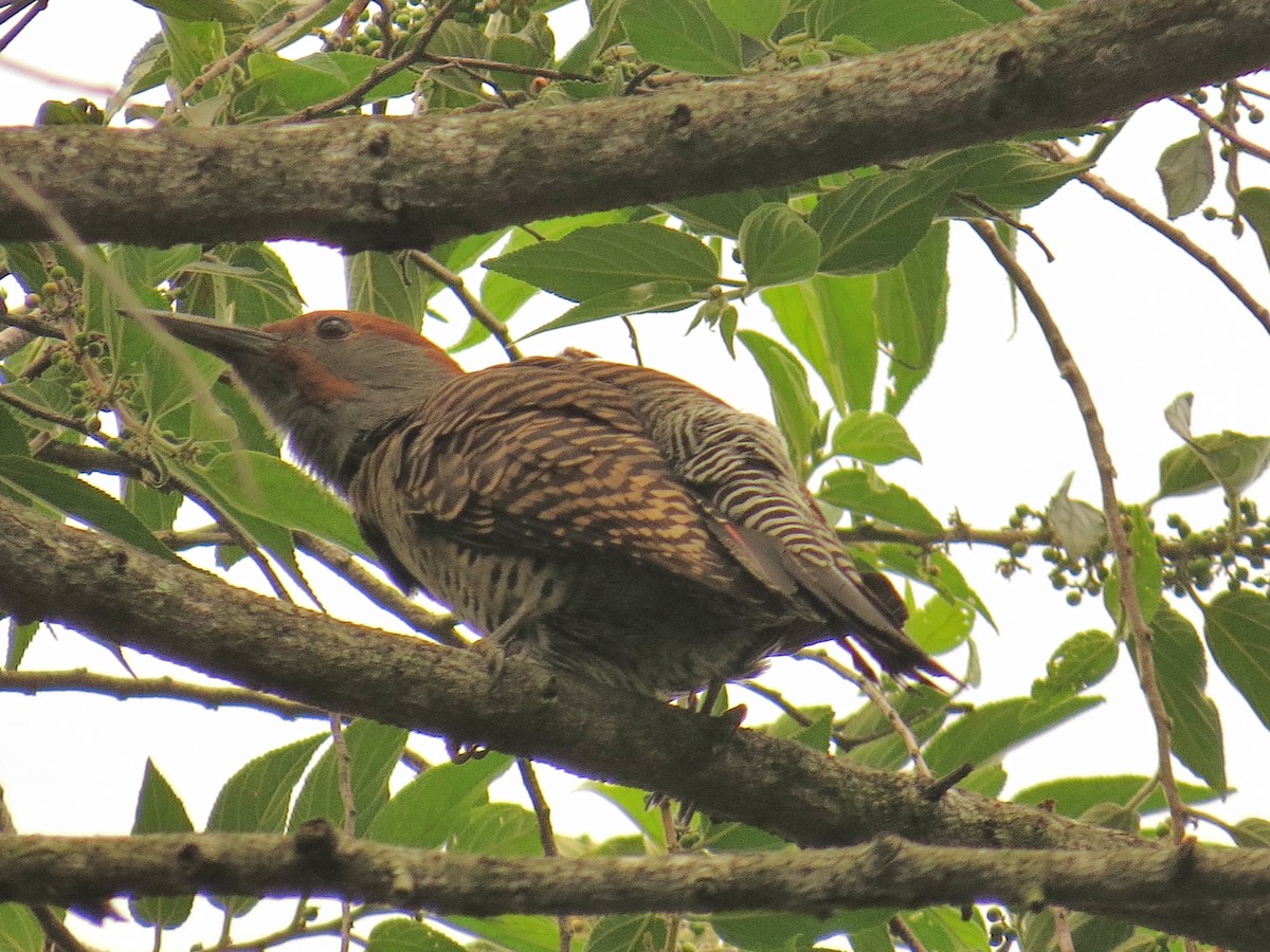 Guatemalan Flicker - ML643064810
