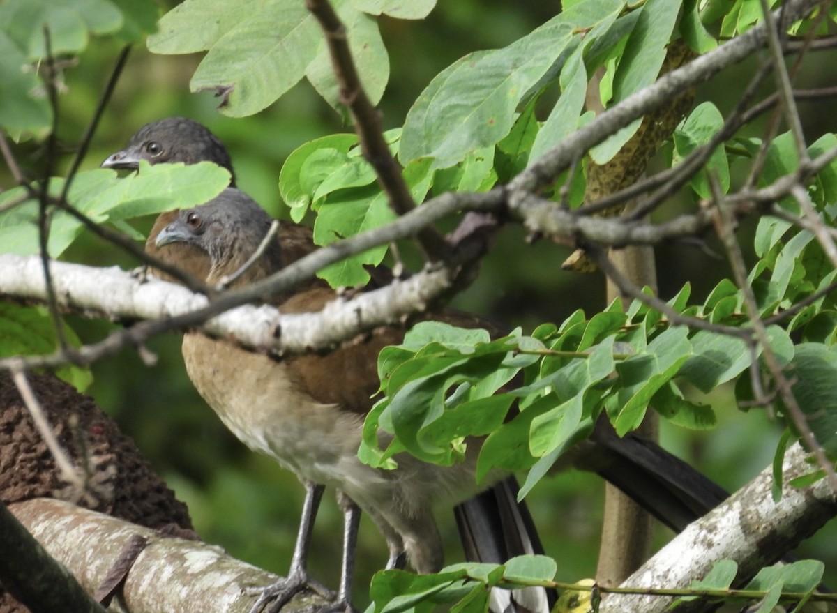 Gray-headed Chachalaca - ML643064815